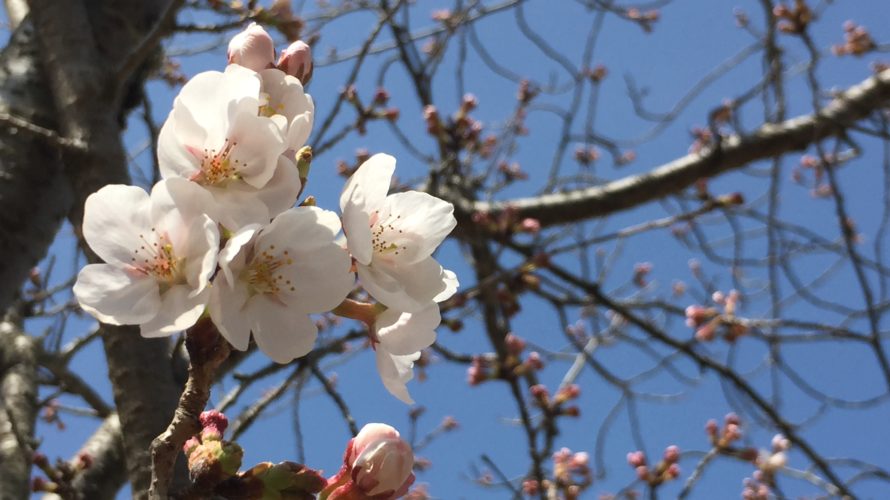桜の開花情報(奈良北部)
